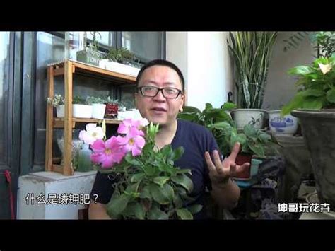 陽台爬藤植物|打造陽台花園的秘訣：適合陽台種植的植物指南 